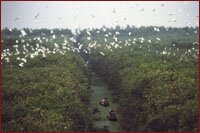 Tra Su National park