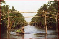 Monkey bridge
