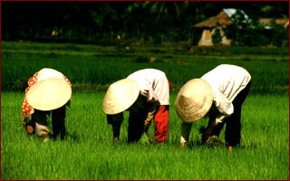 Rice Paddy 