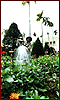 Victoria Can Tho Gardener
