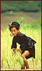 Sapa Rice paddy