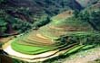 Sapa Ricefield 