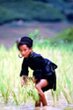 Sapa Rice paddy 