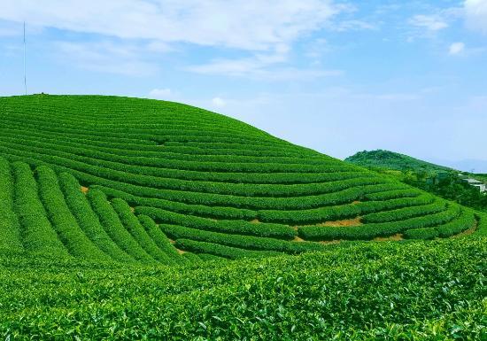 Moc Suong Tea Hill